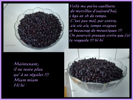 Ma cueillette de myrtilles